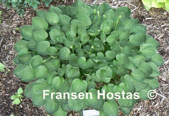 Hosta Teaspoon